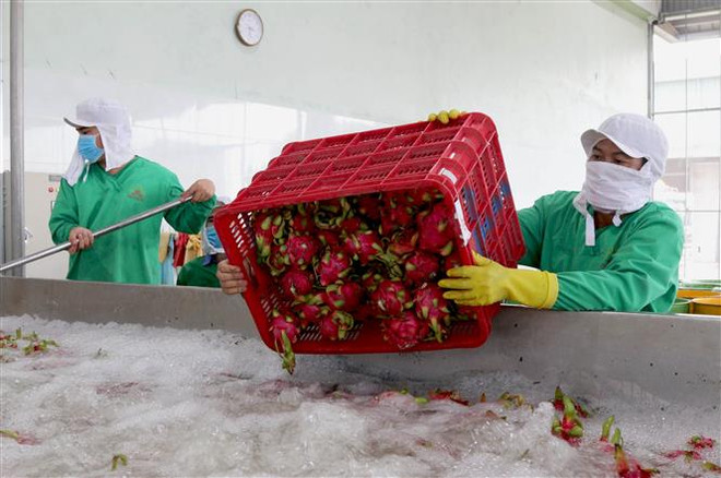 EVFTA: Rộng đường cho ngành nông nghiệp Việt Nam xuất khẩu ảnh 1