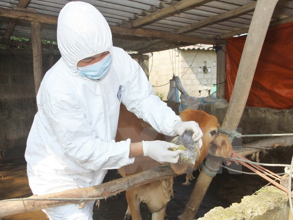 Đến năm 2020, giảm thiểu bệnh lở mồm long móng ở Việt Nam ảnh 1