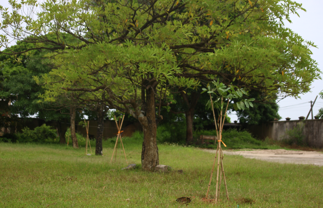 Hà Nội sẽ có thêm 4.000 cây xanh để giảm thiểu ô nhiễm không khí ảnh 9