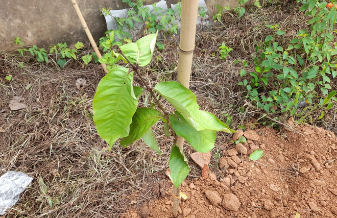 Cây xanh được trồng chủ yếu là Bằng Lăng, Ban Tây Bắc, Lim Xẹt, Lát hoa... (Ảnh: Hùng Võ/Vietnam+) Hà Nội sẽ có thêm 4.000 cây xanh để giảm thiểu ô nhiễm không khí ảnh 4