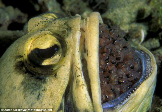 Cá jawfish đực ấp tới 400 quả trứng trong... miệng ảnh 2