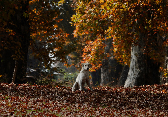 Thu về, cùng ngắm loài vật "ngơ ngác đạp trên lá vàng khô" ảnh 4