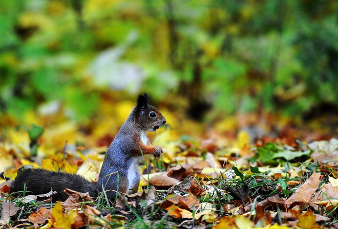 Thu về, cùng ngắm loài vật "ngơ ngác đạp trên lá vàng khô" ảnh 11