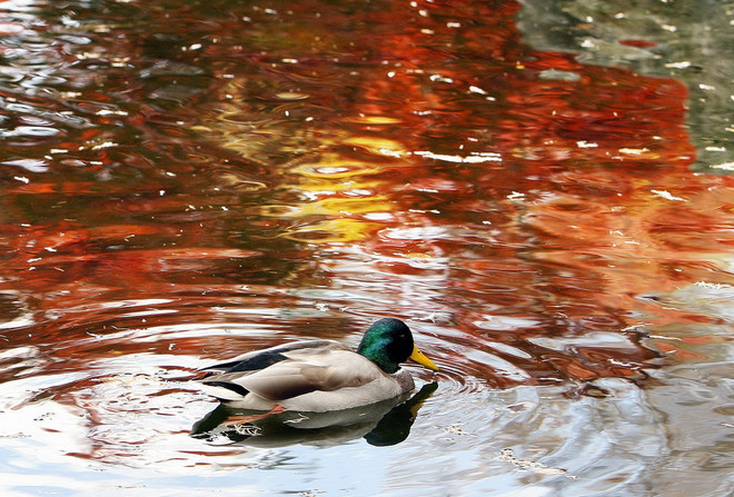 Thu về, cùng ngắm loài vật "ngơ ngác đạp trên lá vàng khô" ảnh 14