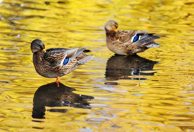 Thu về, cùng ngắm loài vật "ngơ ngác đạp trên lá vàng khô" ảnh 12
