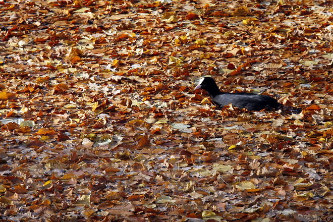 Thu về, cùng ngắm loài vật "ngơ ngác đạp trên lá vàng khô" ảnh 13
