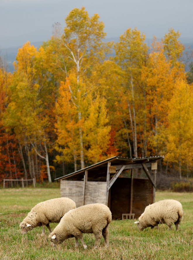 Thu về, cùng ngắm loài vật "ngơ ngác đạp trên lá vàng khô" ảnh 5