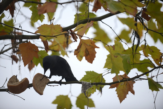 Thu về, cùng ngắm loài vật "ngơ ngác đạp trên lá vàng khô" ảnh 2