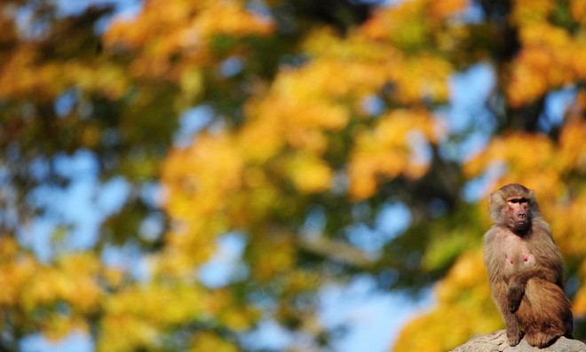 Thu về, cùng ngắm loài vật "ngơ ngác đạp trên lá vàng khô" ảnh 6