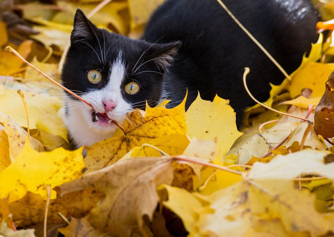 Thu về, cùng ngắm loài vật "ngơ ngác đạp trên lá vàng khô" ảnh 7