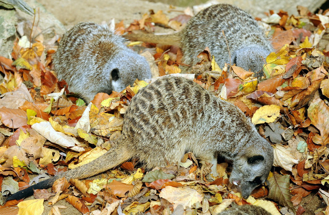 Thu về, cùng ngắm loài vật "ngơ ngác đạp trên lá vàng khô" ảnh 15