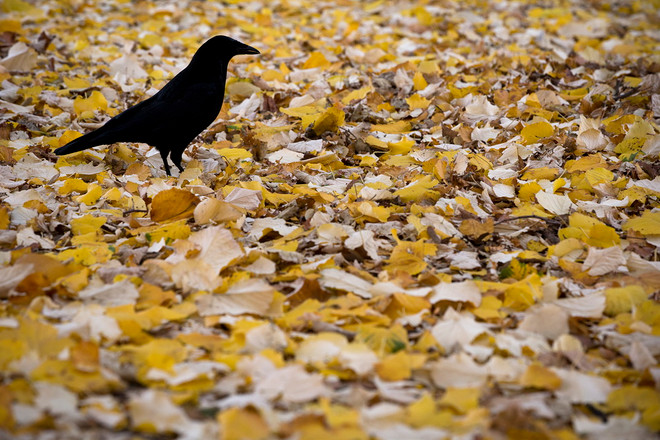 Thu về, cùng ngắm loài vật "ngơ ngác đạp trên lá vàng khô" ảnh 10