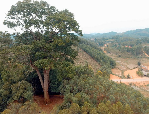 Cây Lim xanh nghìn năm ở Yên Thế trở thành Cây di sản Việt Nam ảnh 1