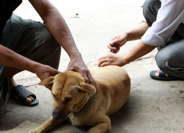 Việt Nam khống chế và tiến tới loại trừ bệnh dại vào năm 2021 ảnh 1