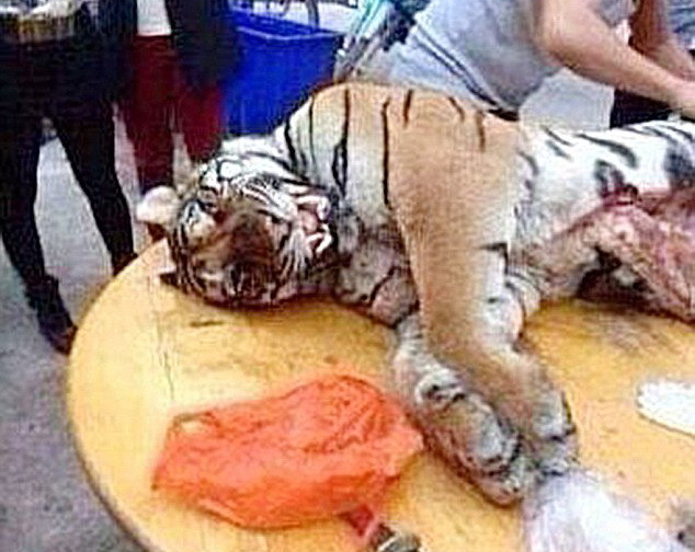 Doanh nhân Trung Quốc lĩnh 13 năm tù vì ăn thịt ba con hổ ảnh 1