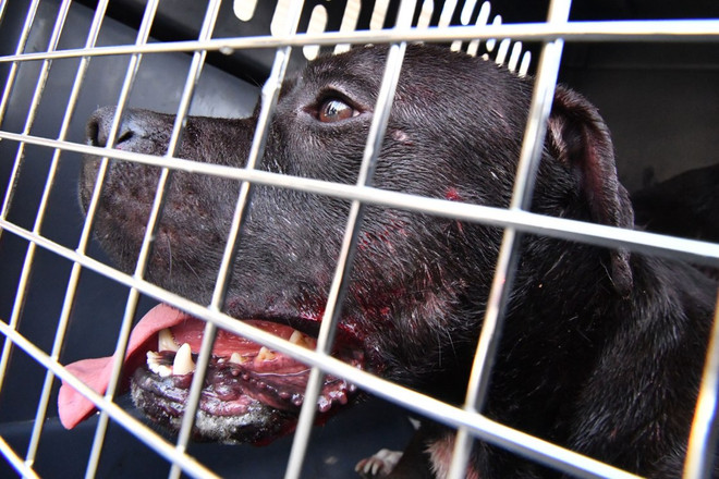 Bầy chó pit bull hung dữ tấn công, cắn đứt cánh tay chủ nhân ảnh 1