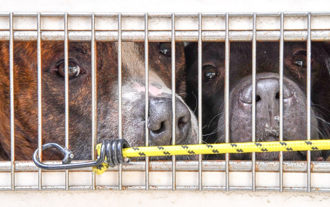 Bầy chó pit bull hung dữ tấn công, cắn đứt cánh tay chủ nhân ảnh 2