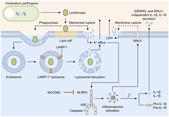 Hình minh họa protein NLRP3 có khả năng phát hiện các độc tố của virus gây hoại tử. (Nguồn: EMBO reports) Phát hiện quan trọng về protein giúp tiêu diệt vi khuẩn gây hoại tử ảnh 1