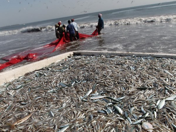 FAO hỗ trợ cuộc chiến chống đánh bắt cá trái phép tại Trung Mỹ ảnh 1