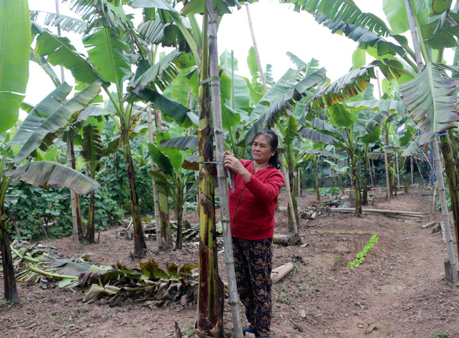 Đặc sản chuối ngự Đại Hoàng tiến vua bị mất mùa dịp Tết Nguyên Đán ảnh 1