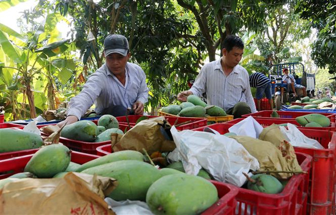 Trồng xoài xuất khẩu tại An Giang. (Ảnh: TTXVN) Tận dụng EVFTA vượt qua đại dịch: Nhận diện đối tác, liên tục đổi mới ảnh 1