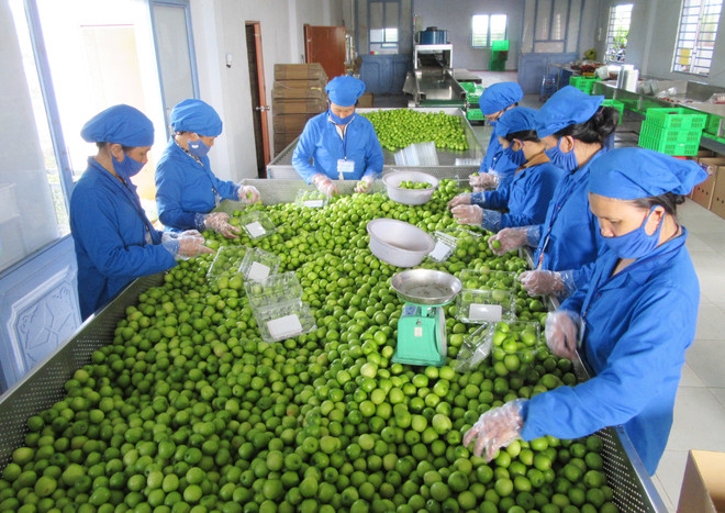 Ninh Thuận mở rộng quy mô trồng táo, nâng cao hiệu quả kinh tế ảnh 3