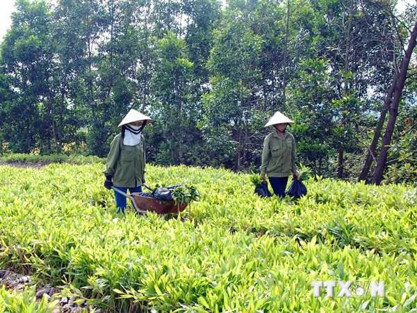 Ảnh minh họa. (Nguồn: TTXVN) FAO đề cao vai trò của trang trại gia đình trong giảm nghèo ảnh 1
