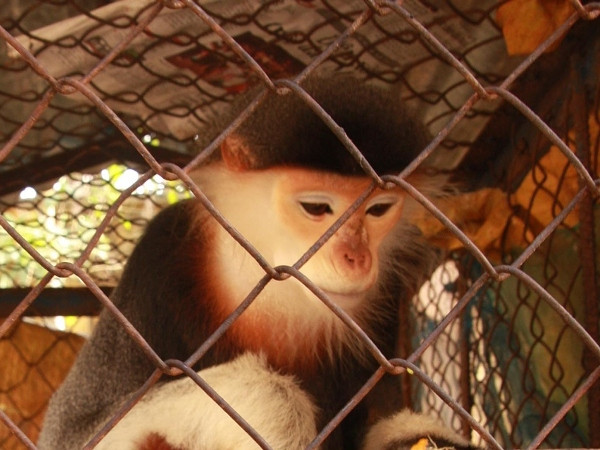 Chung tay “cứu” loài hoang dã khỏi bờ vực tuyệt chủng ảnh 1