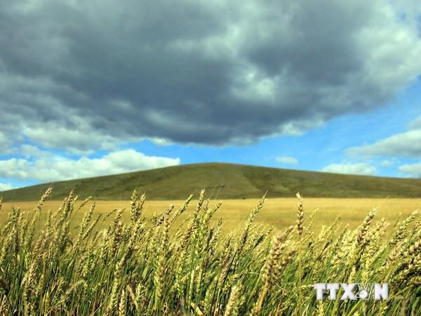 Sản lượng lúa mỳ toàn cầu sẽ tăng cao kỷ lục nhờ tin vui từ Mỹ ảnh 1