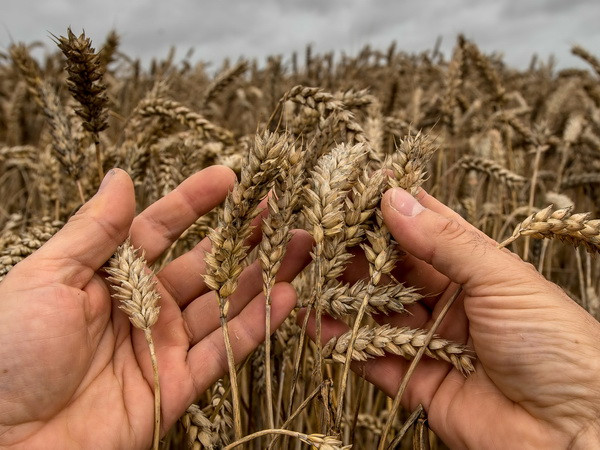 Một số mặt hàng nhập khẩu từ Canada tăng cao đột biến ảnh 1