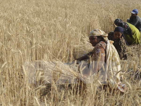 Chính phủ Ấn Độ cam kết chi nhiều tỷ USD để hỗ trợ nông dân ảnh 1