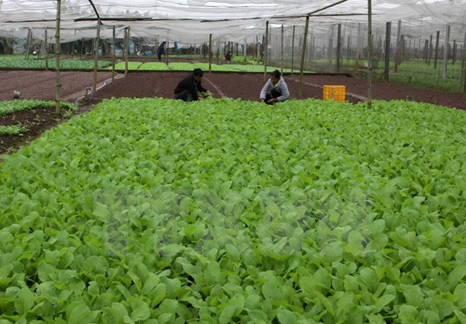 [Video] TP.HCM: Rau củ quả sạch, rau hữu cơ hút hàng ảnh 1