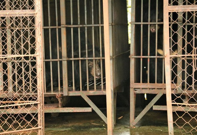 Cứu hộ 2 cá thể gấu ngựa quý khoảng 20 năm tuổi tại tỉnh Vĩnh Phúc ảnh 3