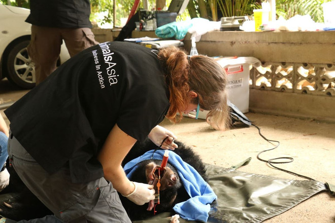 Cứu hộ 2 cá thể gấu ngựa quý khoảng 20 năm tuổi tại tỉnh Vĩnh Phúc ảnh 4