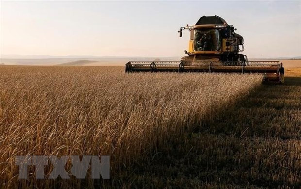Sản lượng ngũ cốc của Nga trong năm 2022 dự báo cao kỷ lục ảnh 1