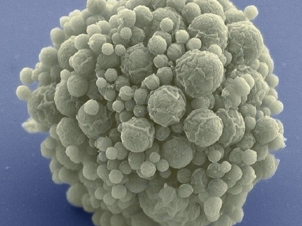 Bộ gen nhân tạo nhỏ nhất có thể giúp giải mã bí ẩn về sự sống ảnh 1