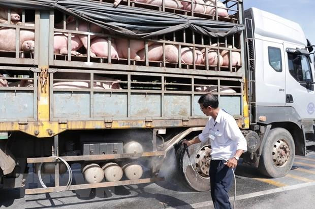 Cán bộ thú y phun thuốc tiêu độc, sát trùng phương tiện vận chuyển lợn. (Ảnh Công Trí/TTXVN) Vận chuyển lợn từ Nam ra Bắc tăng mạnh do thiếu nguồn cung ảnh 1