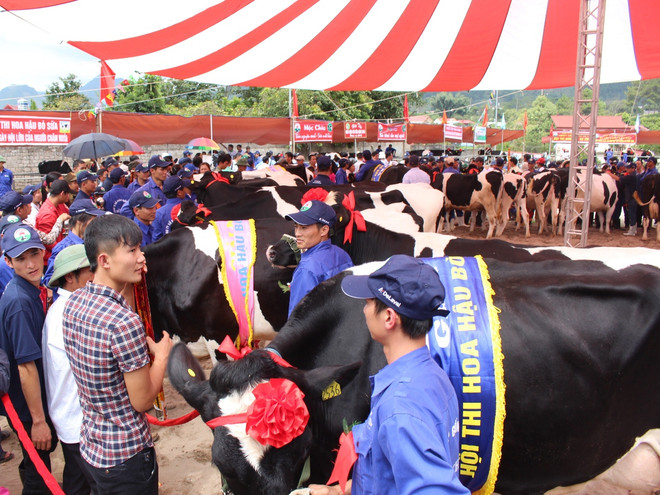Độc đáo cuộc thi "Hoa hậu bò sữa" trên vùng thảo nguyên Mộc Châu ảnh 2