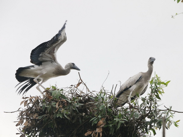 Đồng Tháp: Bảo tồn đàn cò nhạn quý hiếm tại rừng tràm Gáo Giồng ảnh 1