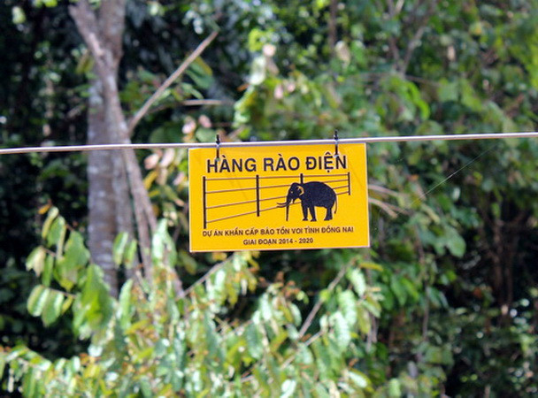 Xuất hiện một đàn voi mới tại khu rừng thuộc địa bàn Đồng Nai ảnh 1