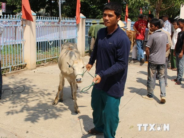 80 hộ nghèo ở vùng cao Yên Bái được tặng bò giống ảnh 1