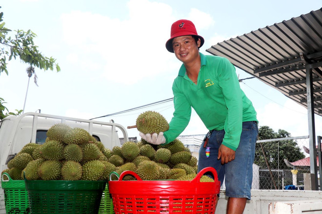 Theo các thương lái, giá sầu riêng Ri6 hiện dao động khoảng 60.000-65.000 đồng/kg, giảm khoảng 50.000 đồng so với đầu tháng 4. (Ảnh: Thu Hiền/TTXVN) ttxvn_gia_sau_rieng_ha_nhiet_1304-3.jpg
