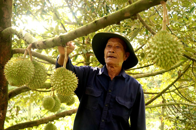 Ông Nguyễn Văn Thọ, xã Trường Khương, huyện Phong Điền cho biết, các nhà vườn chủ yếu bán theo thỏa thuận, chốt giá trước ngày cắt khoảng 5-10 ngày. (Ảnh: Thu Hiền/TTXVN) ttxvn_gia_sau_rieng_ha_nhiet_1304-2.jpg