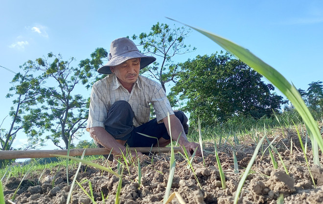 Thị trường hoa Tết ở Nam Trung Bộ: Đối diện nhiều thách thức ảnh 2