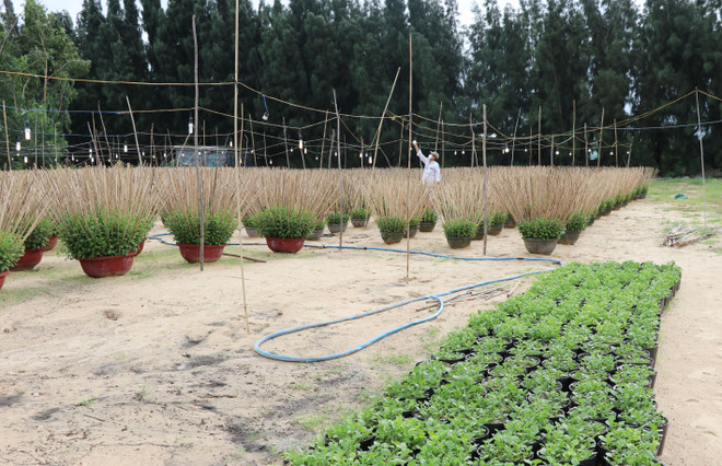 Thị trường hoa Tết ở Nam Trung Bộ: Đối diện nhiều thách thức ảnh 1