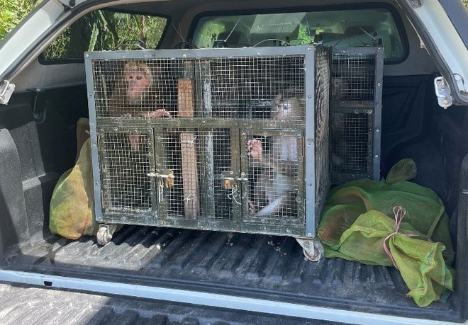 Bình Phước: Tái thả về rừng 10 cá thể động vật có tên trong Sách Đỏ ảnh 3