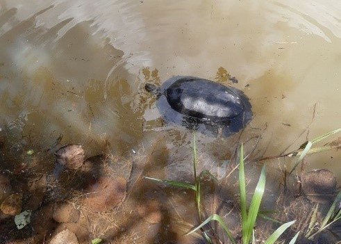 Bình Phước: Tái thả về rừng 10 cá thể động vật có tên trong Sách Đỏ ảnh 2