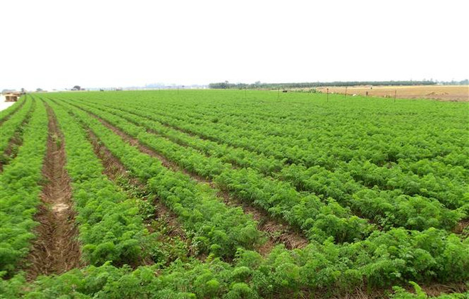 Kinh tế trang trại tại Bắc Ninh: Hiệu quả cao nhưng khó khăn về vốn ảnh 2