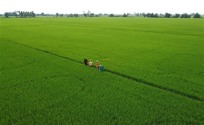 Đồng Tháp: Giá lúa tăng nhưng nông dân chưa chắc được hưởng lợi ảnh 2