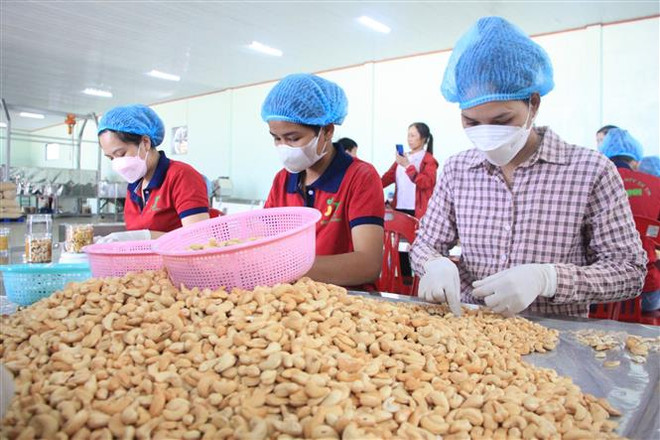 Công nhân đóng gói hạt điều tại Công ty Trách nhiệm hữu hạn một thành viên sản xuất thương mại Đức Thịnh, huyện Bù Đăng, Bình Phước. (Ảnh: K GỬIH/TTXVN) Doanh nghiệp Việt lưu ý những quy định nhập khẩu hàng hóa mới của EU ảnh 3